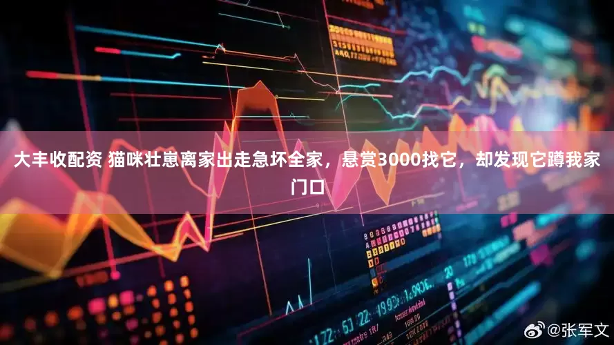 大丰收配资 猫咪壮崽离家出走急坏全家，悬赏3000找它，却发现它蹲我家门口